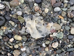 Phacellophora camtschatica