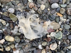 Phacellophora camtschatica