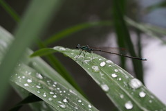 Pseudocopera annulata