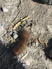 Estigmene acrea