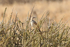 Certhilauda subcoronata