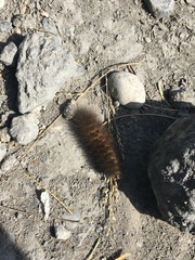 Estigmene acrea