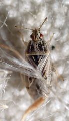 Holcocranum saturejae