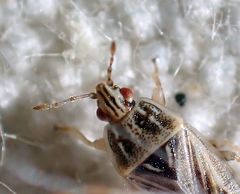 Holcocranum saturejae