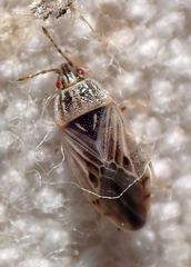 Holcocranum saturejae