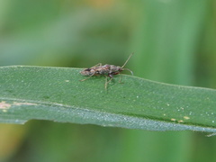 Gyndes
