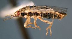 Holcocranum saturejae