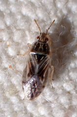 Holcocranum saturejae