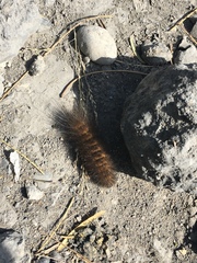 Estigmene acrea
