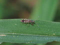 Gyndes
