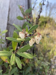 Pieris phillyreifolia