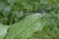 Pseudocopera annulata