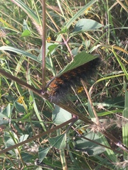 Estigmene acrea