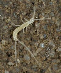 Campodea