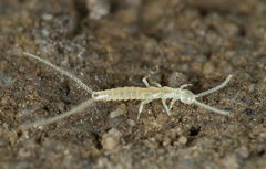 Campodea