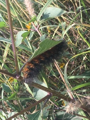 Estigmene acrea