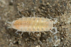 Trichoniscoides helveticus