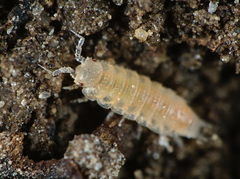 Trichoniscoides helveticus