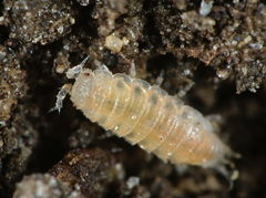 Trichoniscoides helveticus