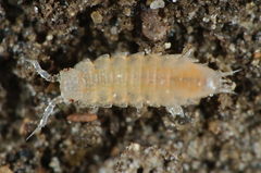 Trichoniscoides helveticus