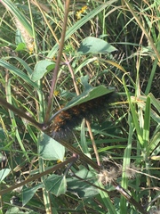 Estigmene acrea