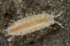 Trichoniscoides helveticus