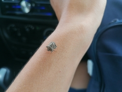 Cyrtocoris
