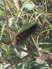 Estigmene acrea