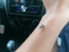 Cyrtocoris