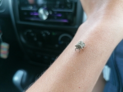 Cyrtocoris