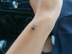 Cyrtocoris