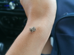 Cyrtocoris