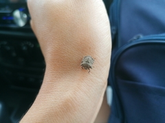 Cyrtocoris