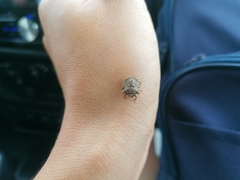 Cyrtocoris