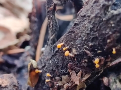 Eustilbum aureum