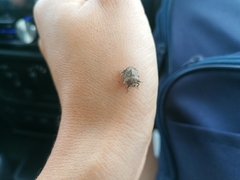 Cyrtocoris