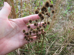 Eryngium yuccifolium