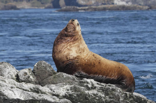 Steller Sea Lion