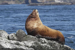 Steller Sea Lion photo 2