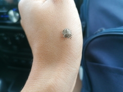 Cyrtocoris