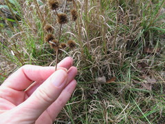 Eryngium yuccifolium