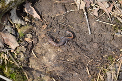 Plethodon dorsalis