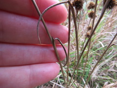 Eryngium yuccifolium