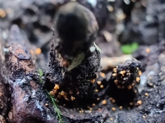 Eustilbum aureum