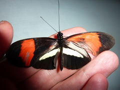 Heliconius melpomene amaryllis