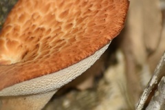 Polyporus mcmurphyi