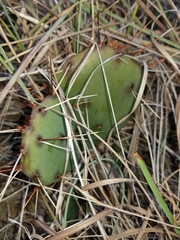 Opuntia fusco-atra