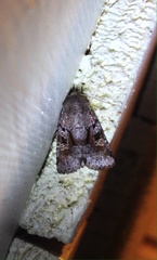 Oligia minuscula