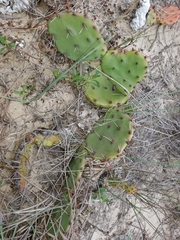 Opuntia fusco-atra