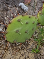 Opuntia fusco-atra